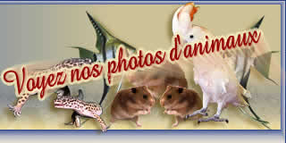 Inspecteur Canin, adoption d'animaux