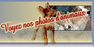 Inspecteur Canin, adoption d'animaux