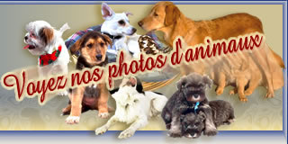 Inspecteur Canin, adoption d'animaux