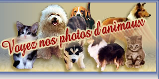 Inspecteur Canin, adoption d'animaux