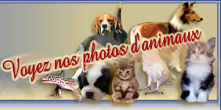 Inspecteur Canin, adoption d'animaux